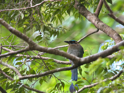 Birding Pipeline Panama-甘博阿必去景点