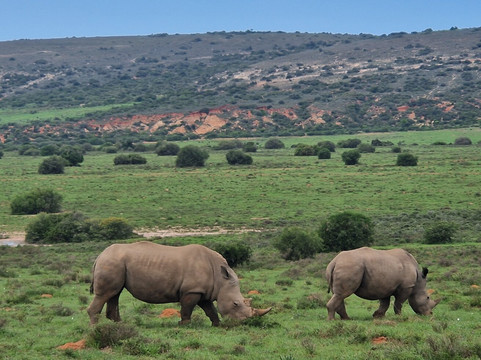 Umzantsi Afrika Tours-伊丽莎白港必去景点