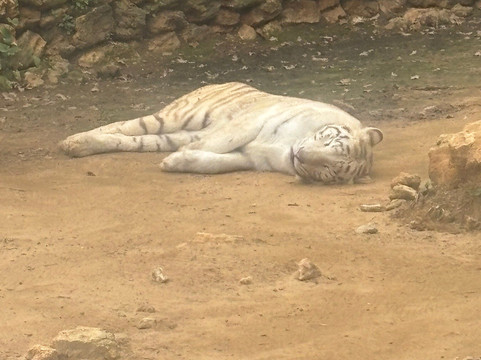 Zoo de Castellar-Castellar de la Frontera必去景点