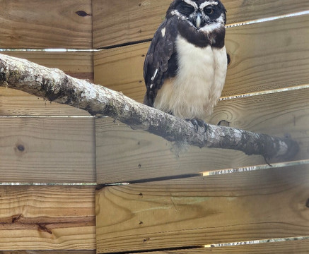 North Florida Wildlife Center-Lamont必去景点