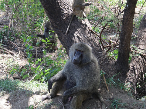 Corto Safaris-阿鲁沙必去景点