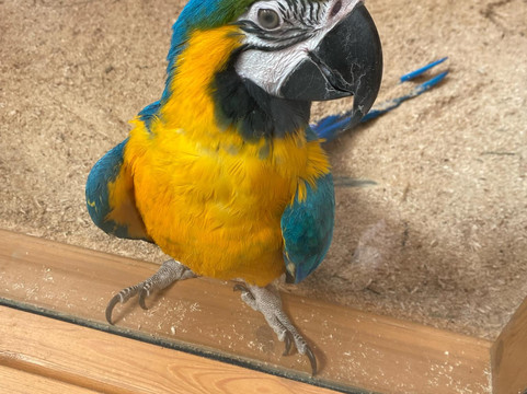 Dalscone Farm Fun-邓弗里斯必去景点