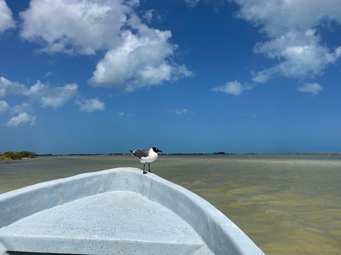 Río Lagartos Experience By Jorge N-里奥拉加托斯必去景点