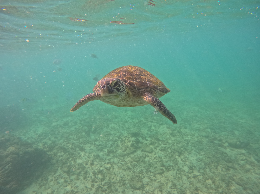 Mirissa Turtle Snorkeling Tours-美蕊沙必去景点