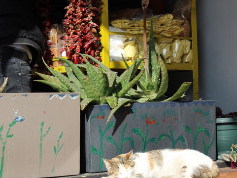 Pazari i Ri-地拉那必去景点