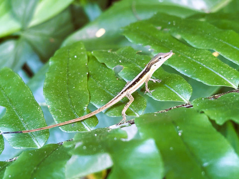 Phantasea Tropical Botanical Garden-圣 托马斯必去景点