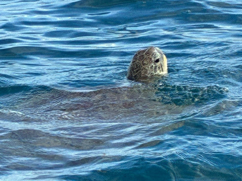 Belinda Boat Tour-贝尔马尔必去景点