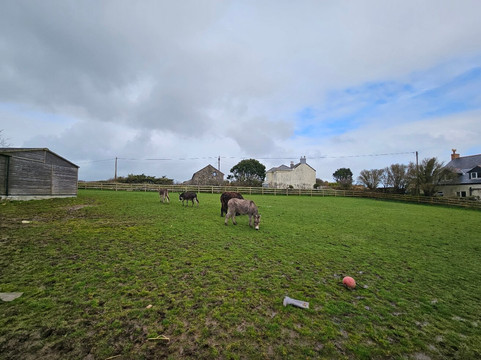 The Flicka Foundation - Donkey Sanctuary-Penryn必去景点