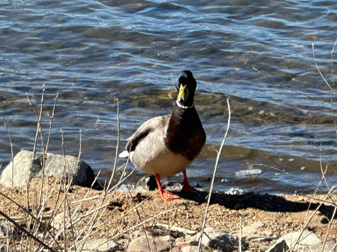 马里纳里维埃拉酒店主图