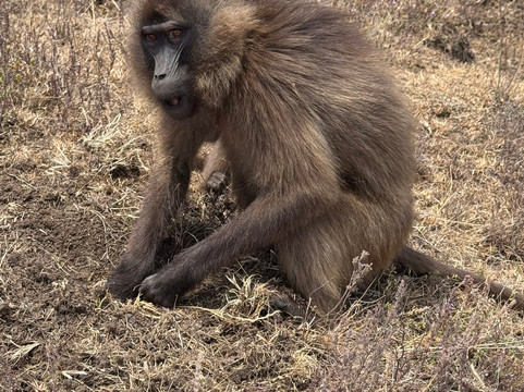 Ethiopia Treks-Debark必去景点