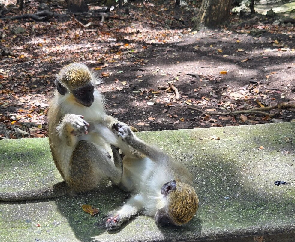 Barbados Wildlife Reserve-Saint Peter Parish必去景点