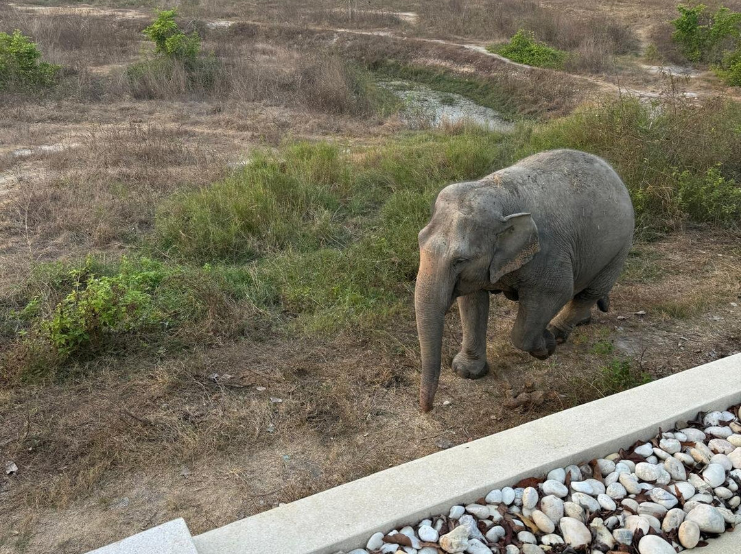 Wildlife Friends Foundation Thailand-他央必去景点