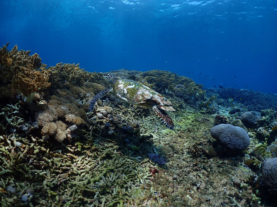 Aquaman Snorkeling Lembongan-蓝梦岛必去景点