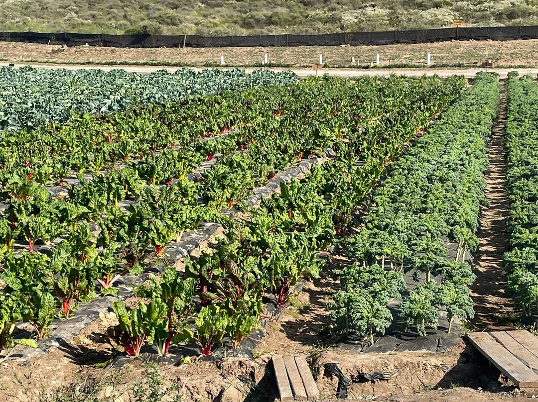 田中农场-尔湾必去景点