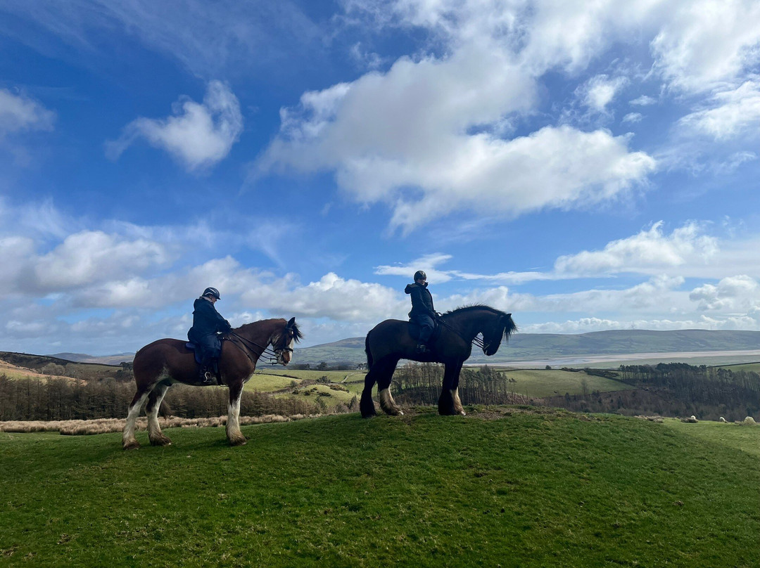 Cumbrian Heavy Horses-Millom必去景点