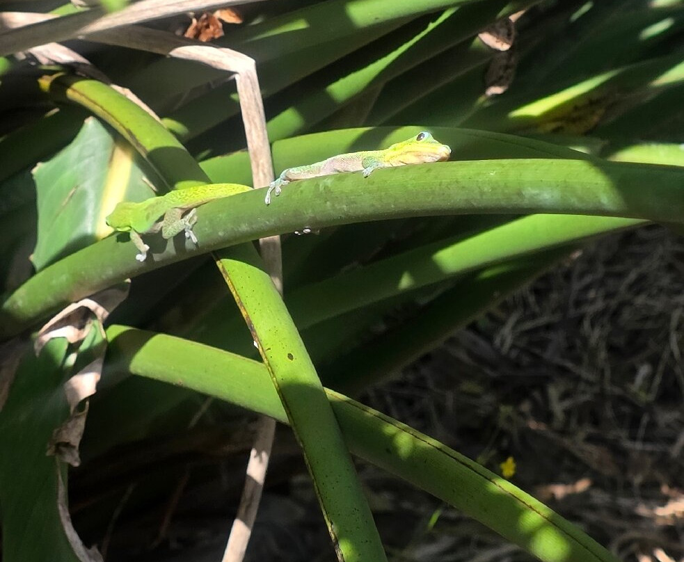 Waimea Botanical Gardens, Oahu-哈雷瓦必去景点