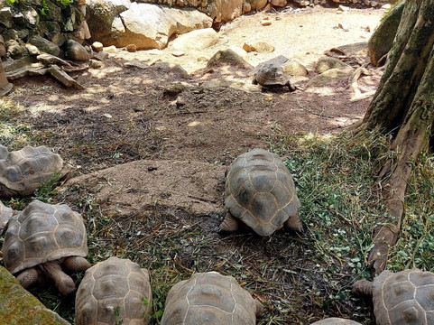 Le Jardin Du Roi Spice Garden-马埃岛必去景点