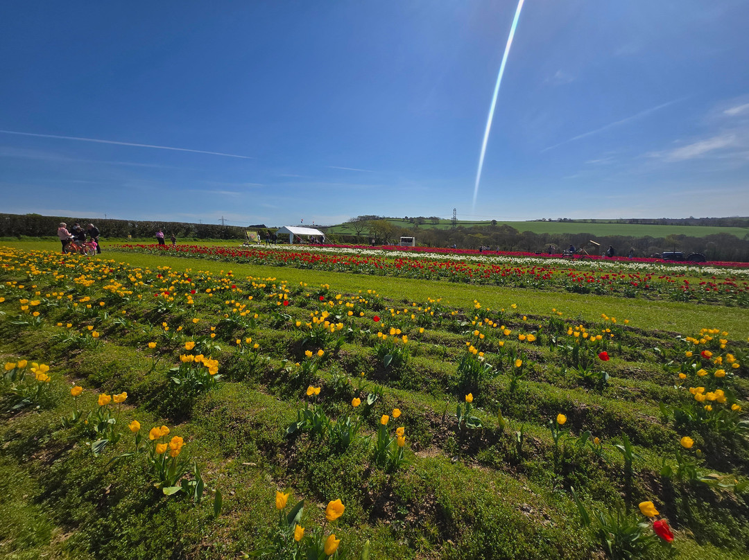 Cornish Maize Maze-Pillaton必去景点