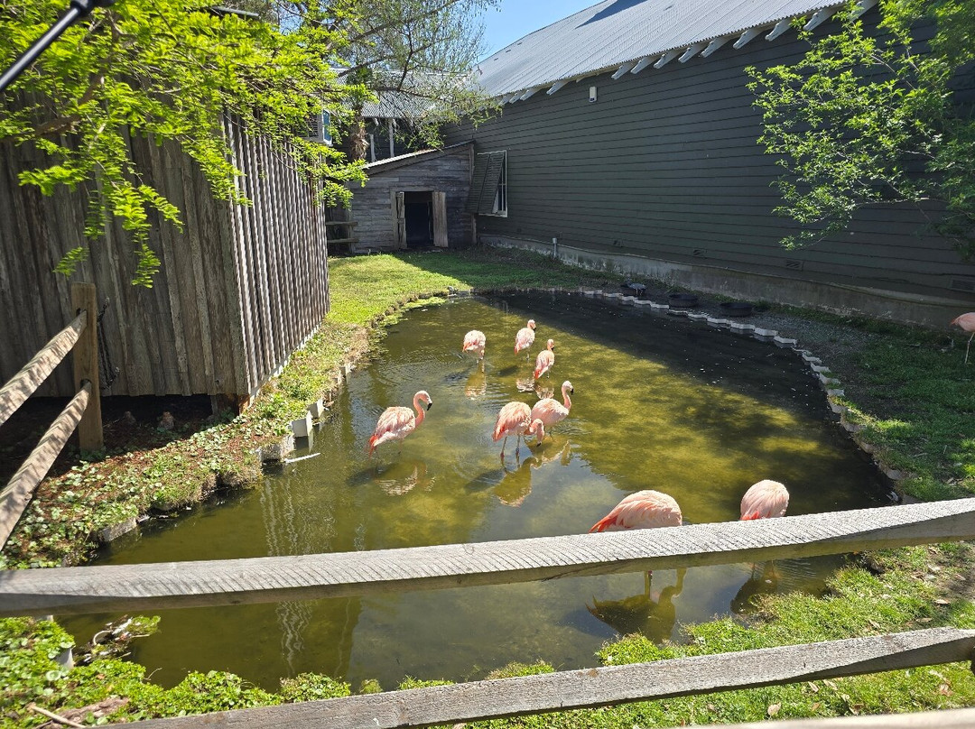 Alligator Adventure-美特尔海滩必去景点