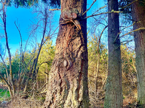Glen Tanar National Nature Reserve-Aboyne必去景点