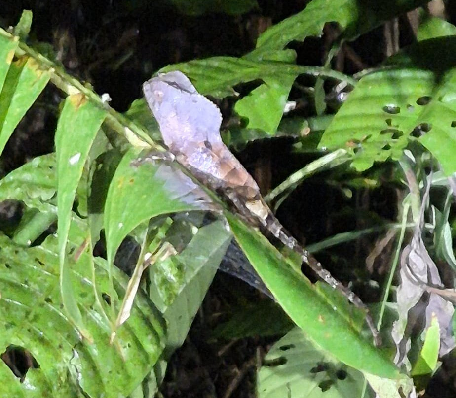 Jungle Night Walk-卡维塔必去景点