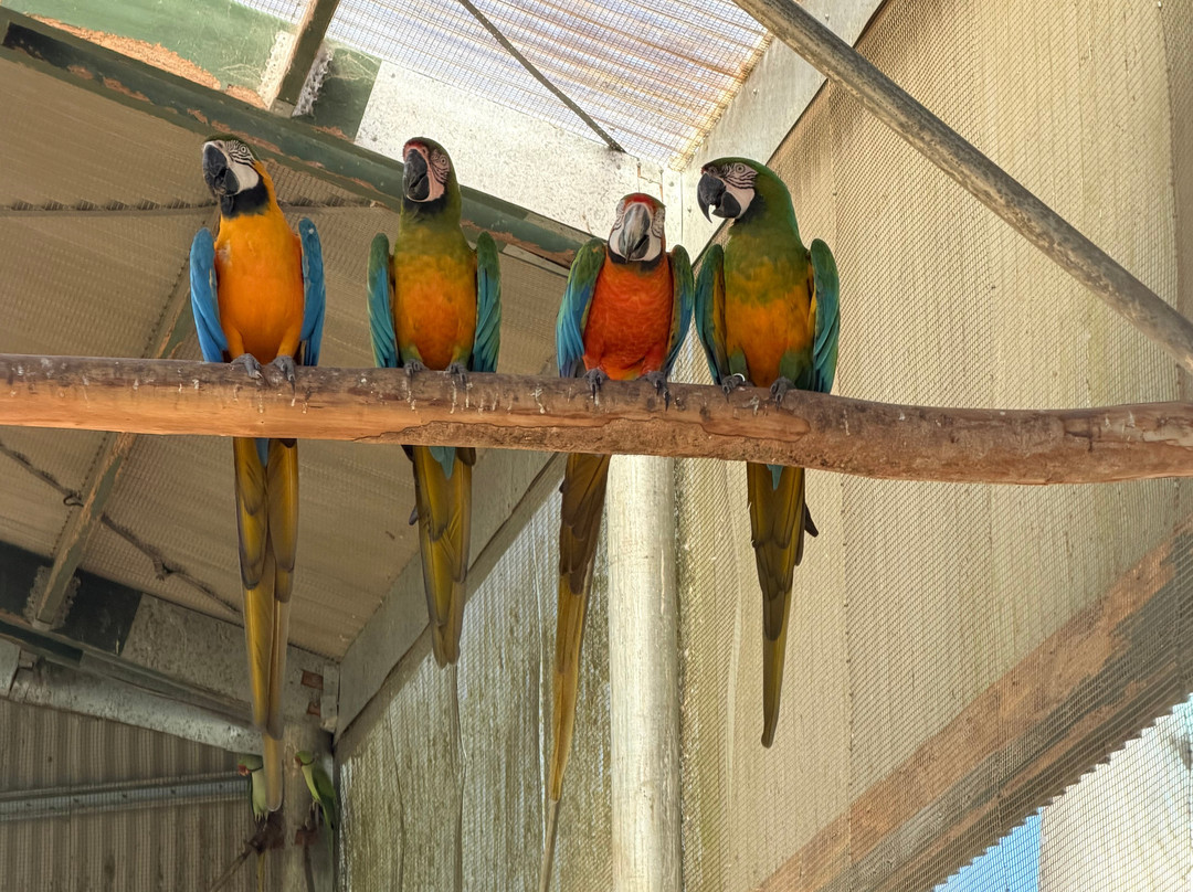 Maleny Botanic Gardens & Bird World-马莱尼必去景点