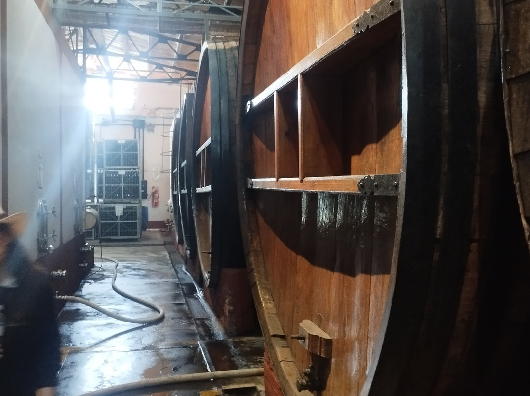 Bodega Alfredo Roca-圣拉斐尔必去景点