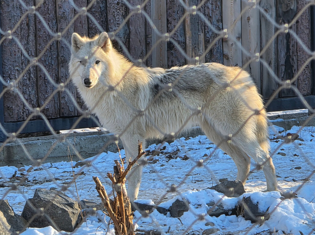 Zoopark Sikhote-Alin-Komsomolsk-on-Amur必去景点