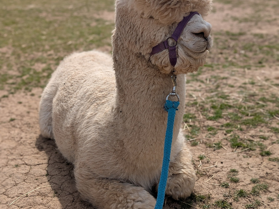 Lucky Tails Alpaca Farm-Atherstone必去景点