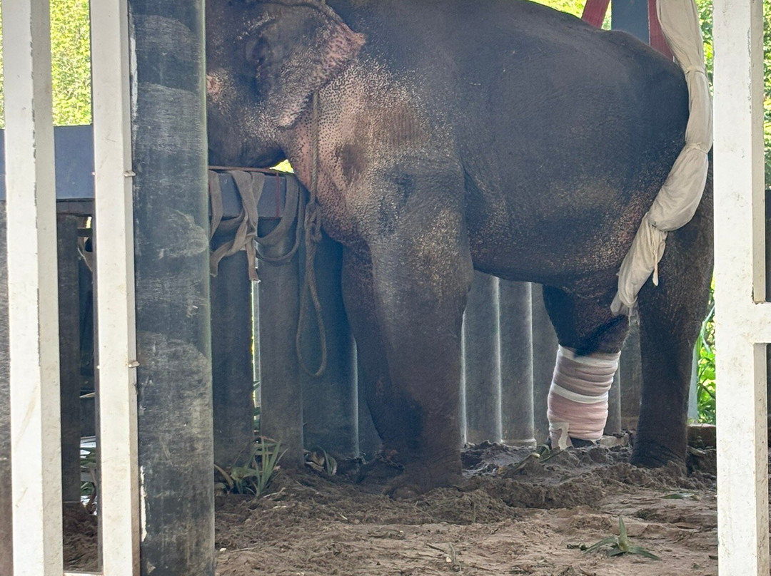 Phuket Elephant Sanctuary-普吉岛必去景点