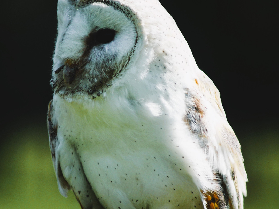 UK Owl And Raptor Centre-Groombridge必去景点