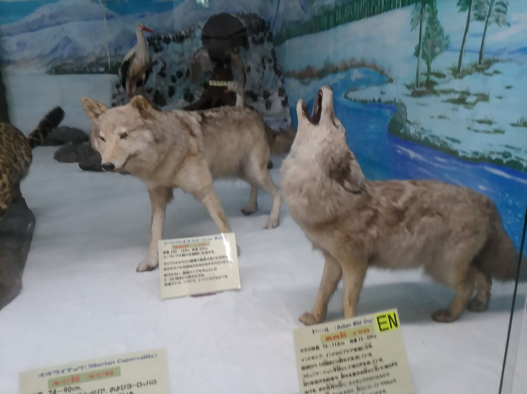 Tsuyama Nature & Mystery Museum-津山市必去景点