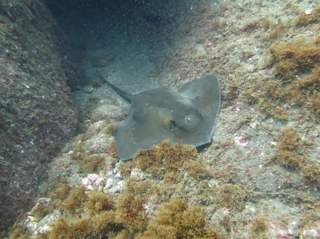 Manta Diving Madeira-Canico必去景点