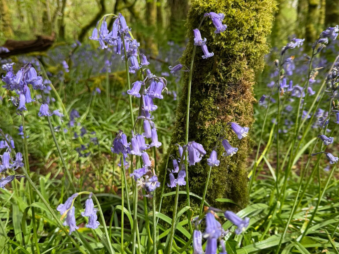 Lanhydrock and Respryn Circular Walk-博德明必去景点