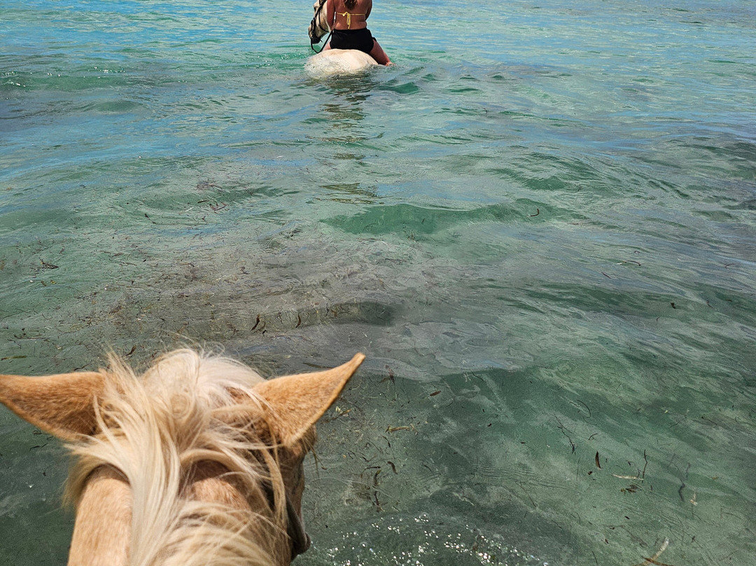 Equus Rides Horseback Riding St. Croix-Frederiksted必去景点