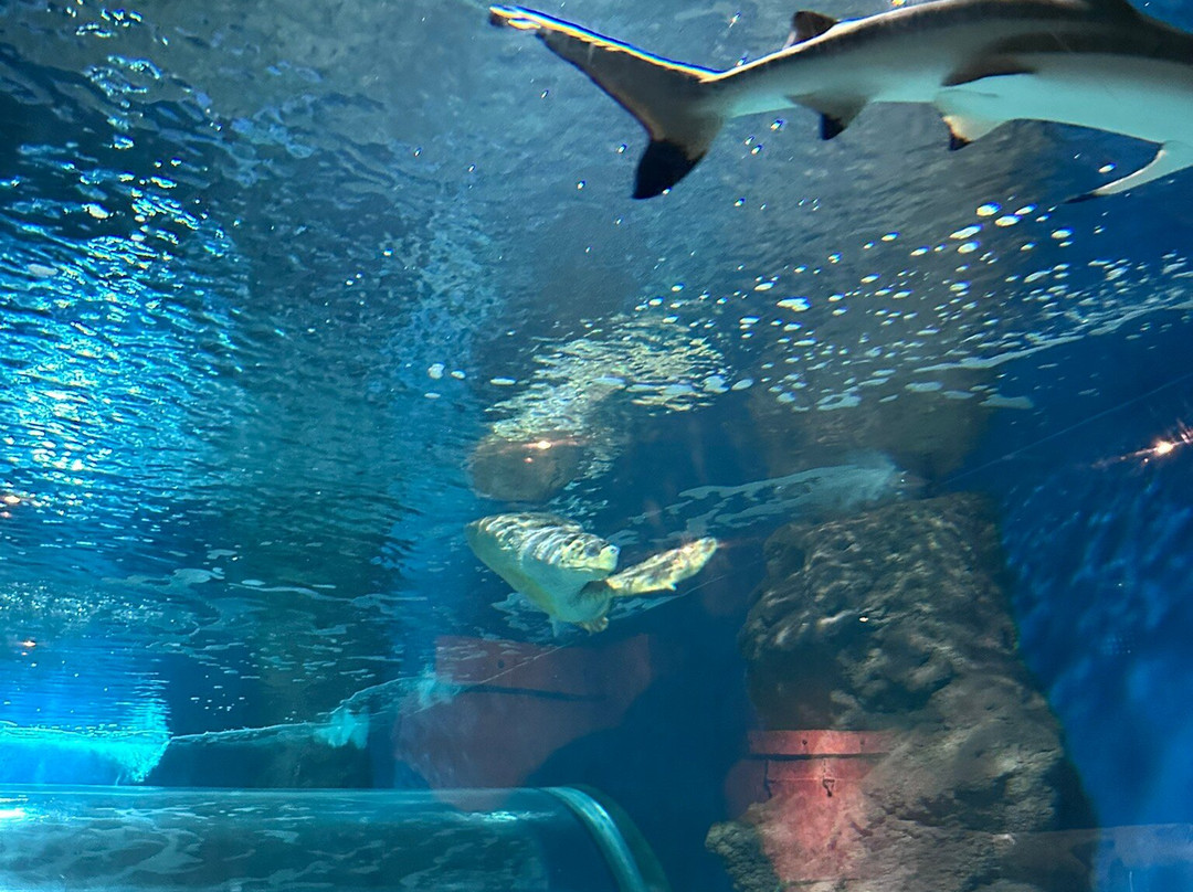 Lanzarote Aquarium-科斯塔特吉塞必去景点