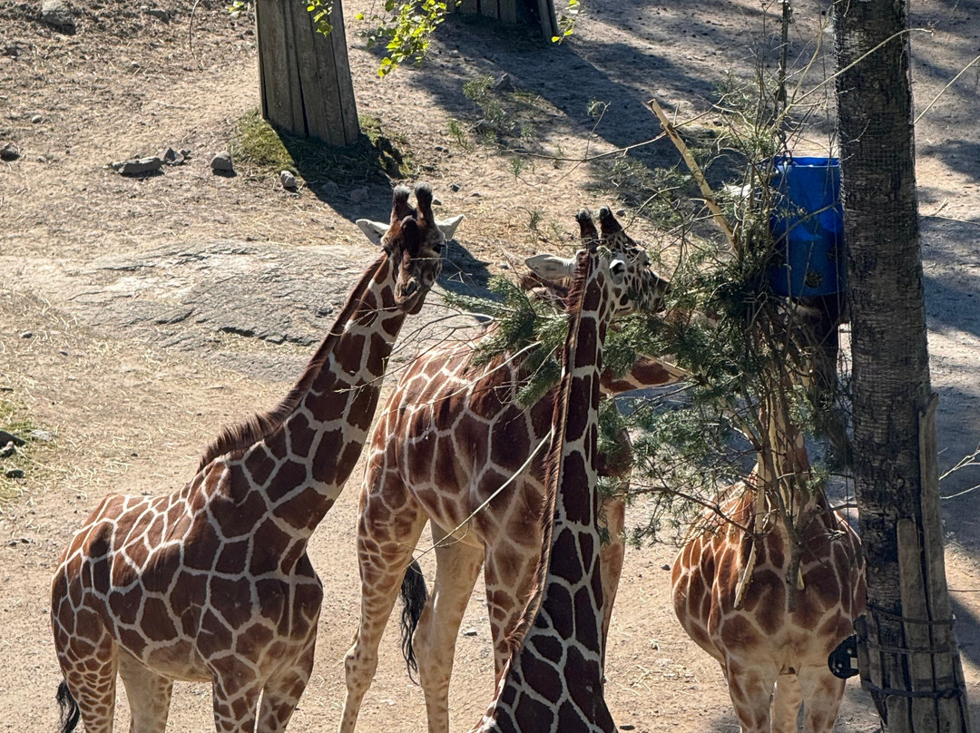 Kolmården Zoo-Kolmarden必去景点