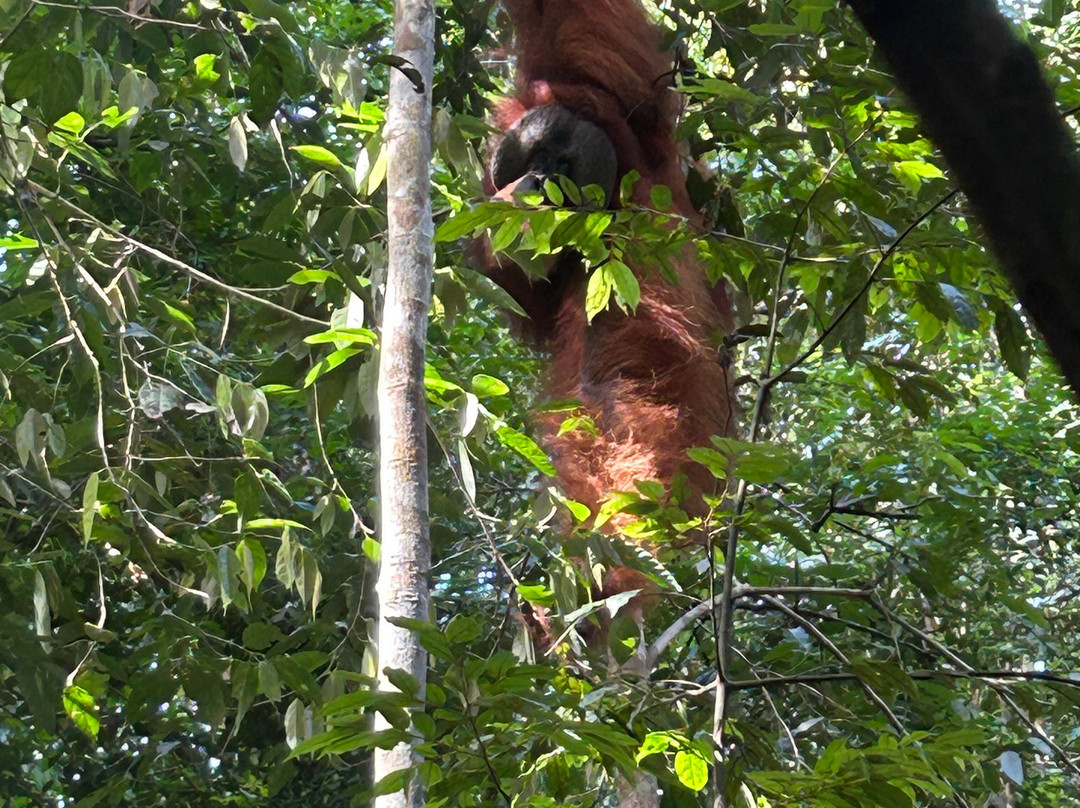 Sumatra Orangutan Explore-武吉拉旺必去景点