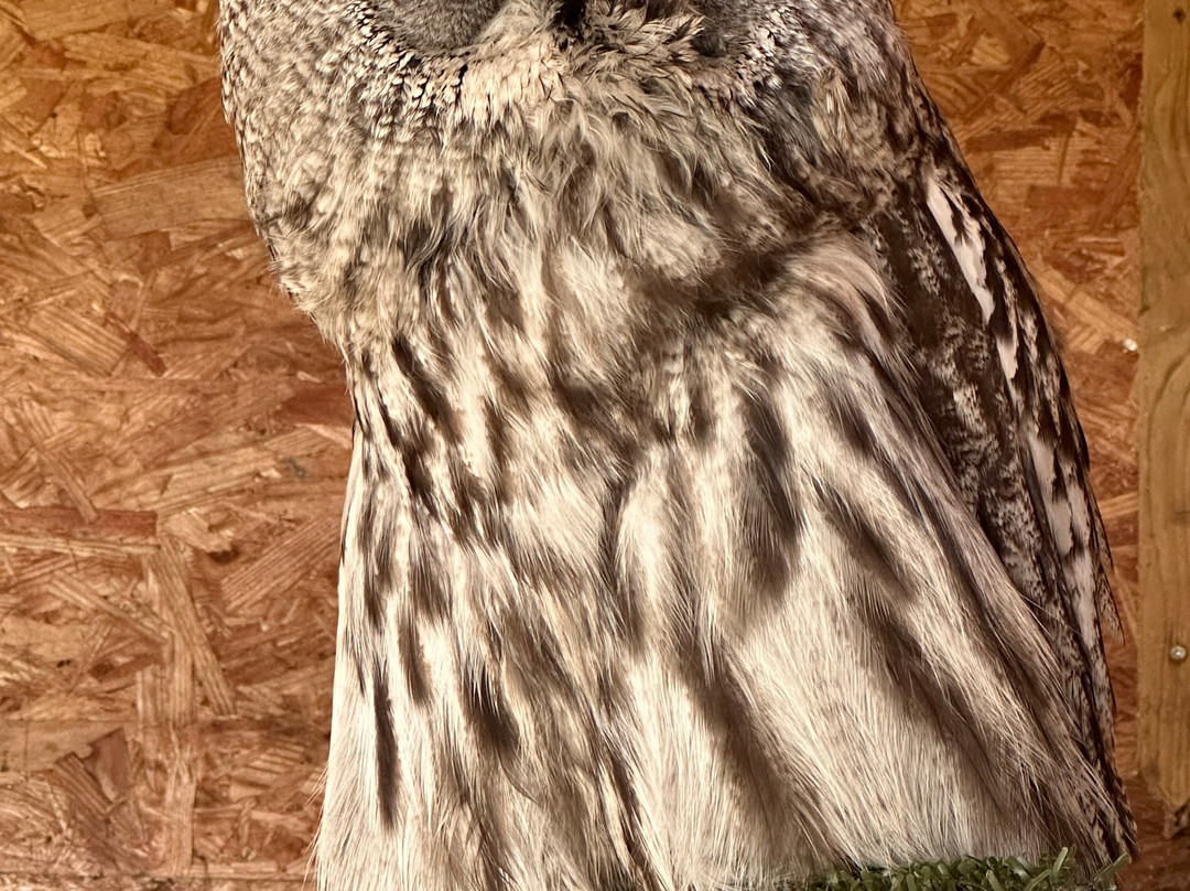 Bird on the Hand Falconry Experiences-Church Langton必去景点