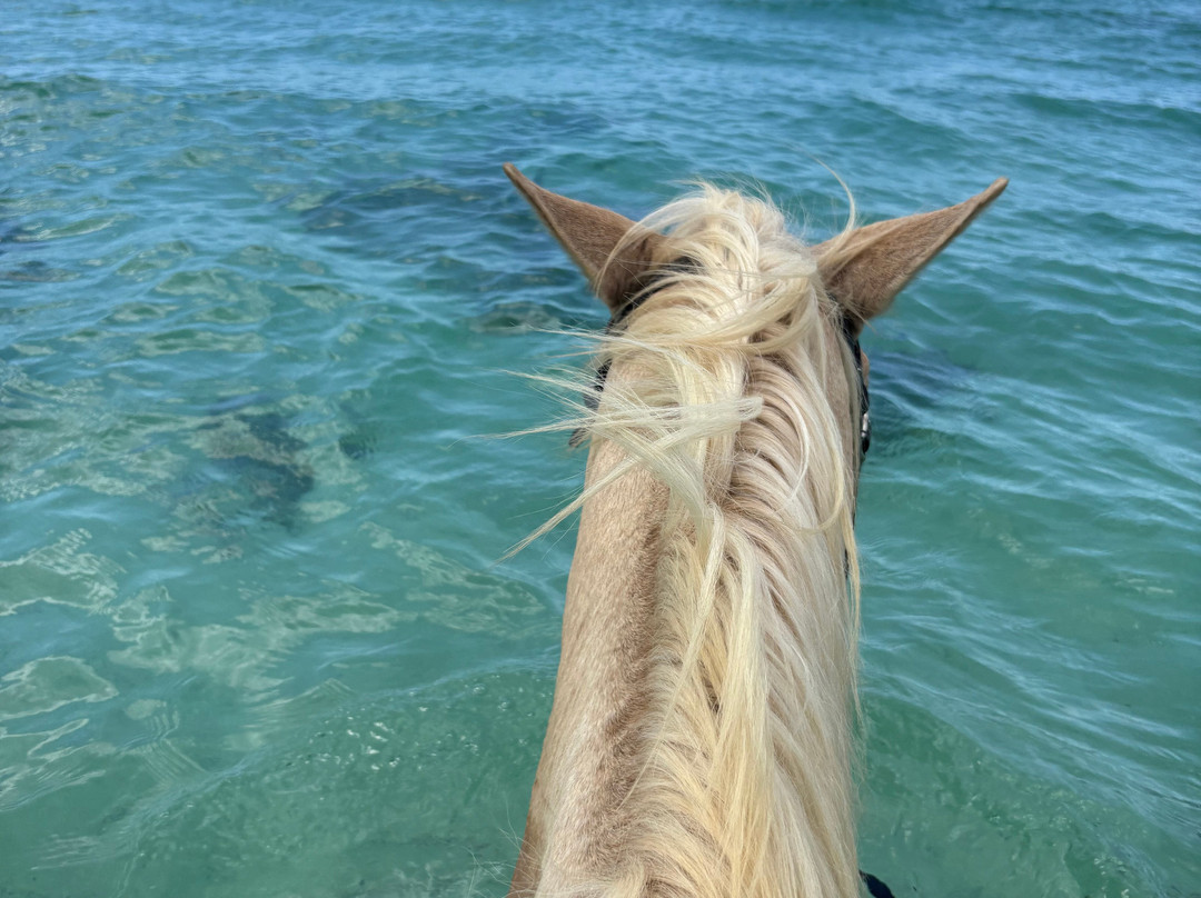 Equus Rides Horseback Riding St. Croix-Frederiksted必去景点
