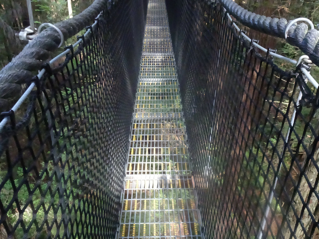 Redwoods Treewalk-罗托鲁瓦必去景点