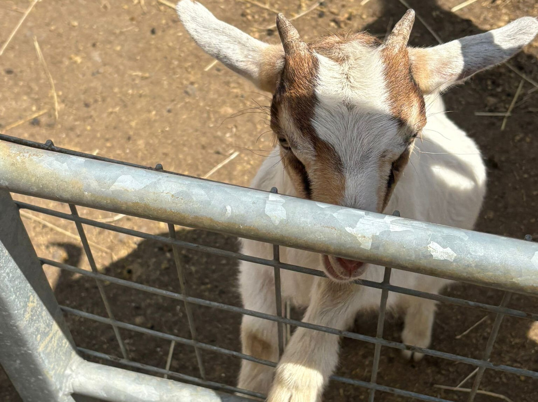 Bridlington Animal Park-布里德灵顿必去景点