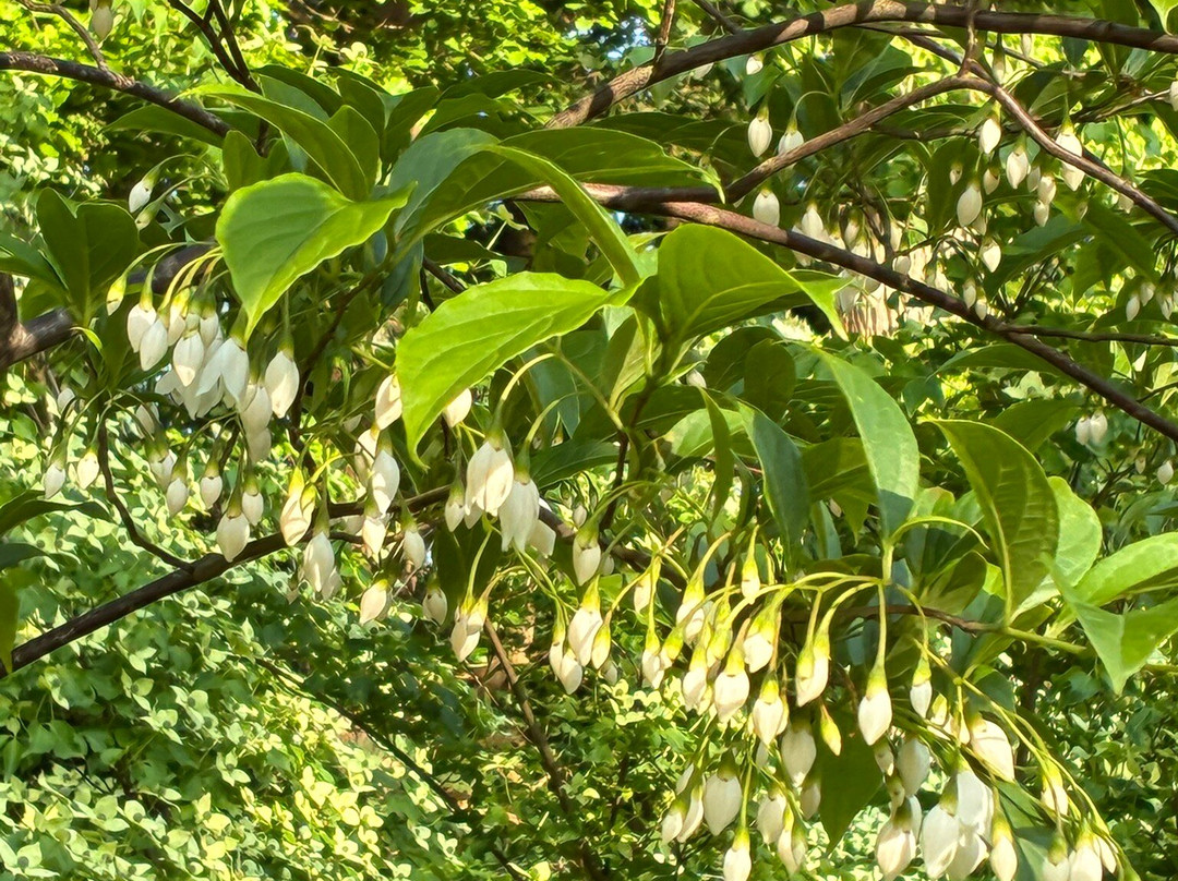 Belmonte Arboretum Wageningen-瓦赫宁恩必去景点