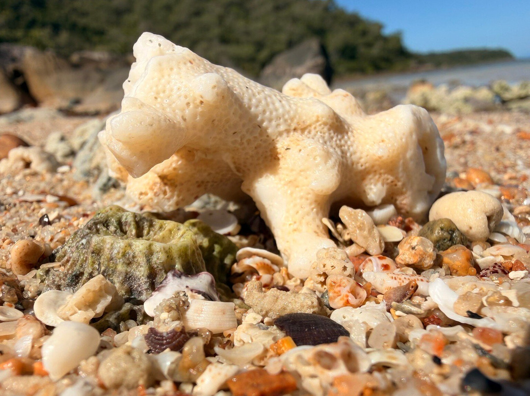 SeaLink Queensland - Magnetic Island Ferry Services-汤斯维尔必去景点