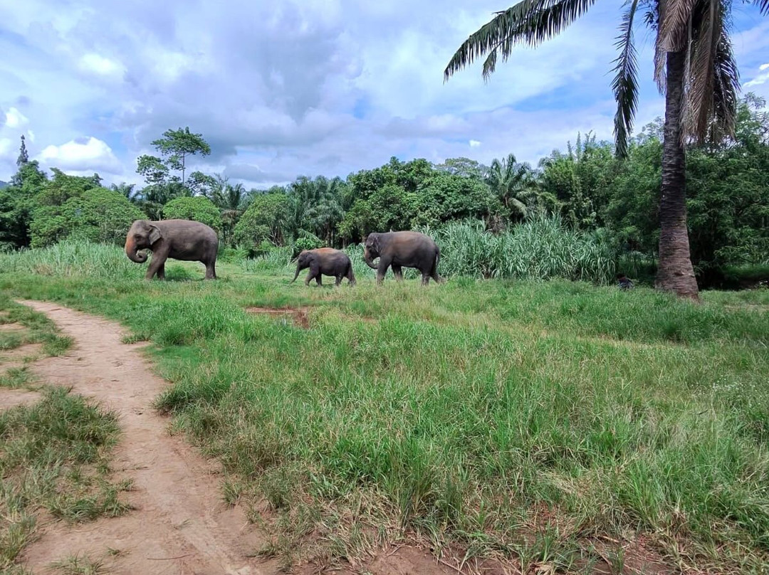 Krabi Elephant House Sanctuary-Sai Thai必去景点