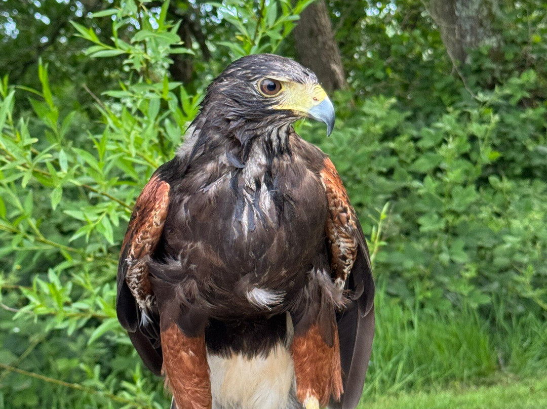 North Devon Hawk Walks-South Molton必去景点