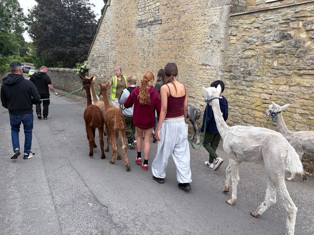 Cotswold Alpacas-切尔滕纳姆必去景点