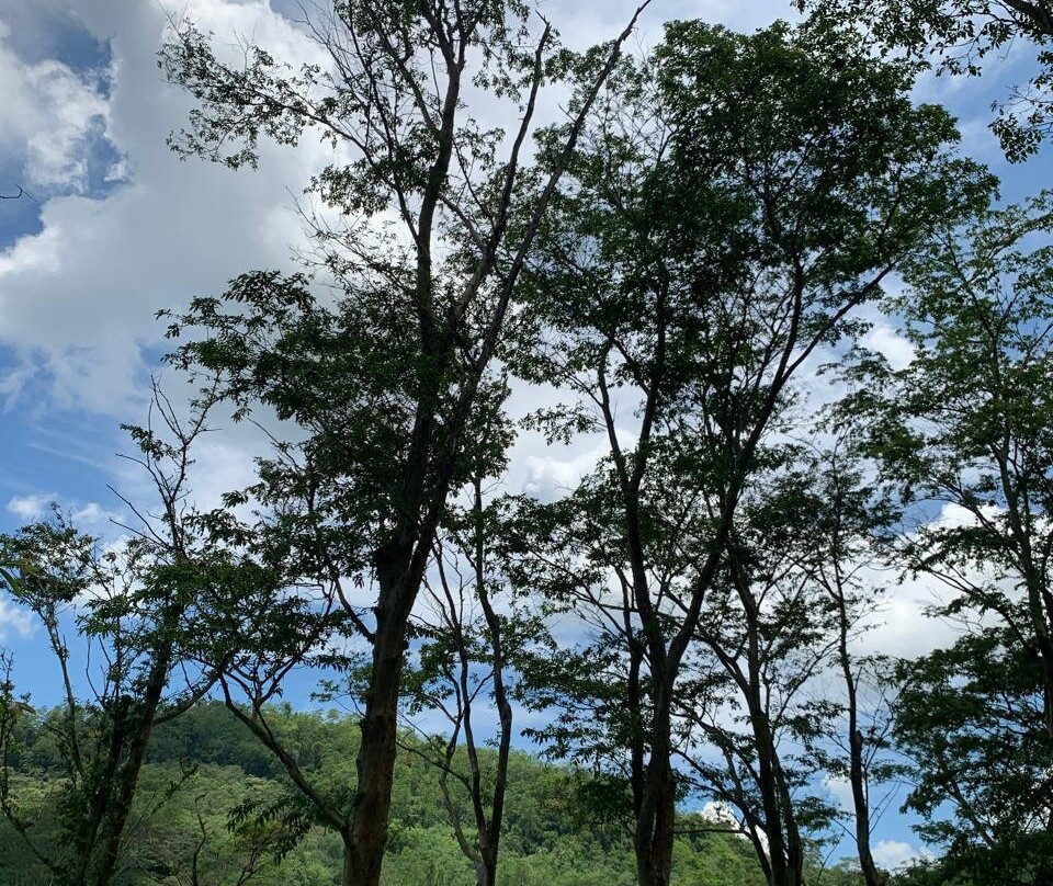 Seethawaka Wet Zone Botanic Gardens-Avissawella必去景点