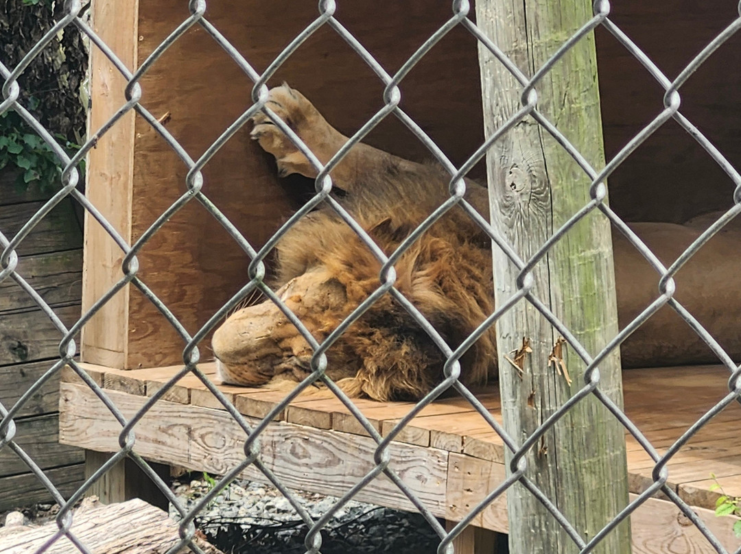 Animal Park NC-伯灵顿必去景点