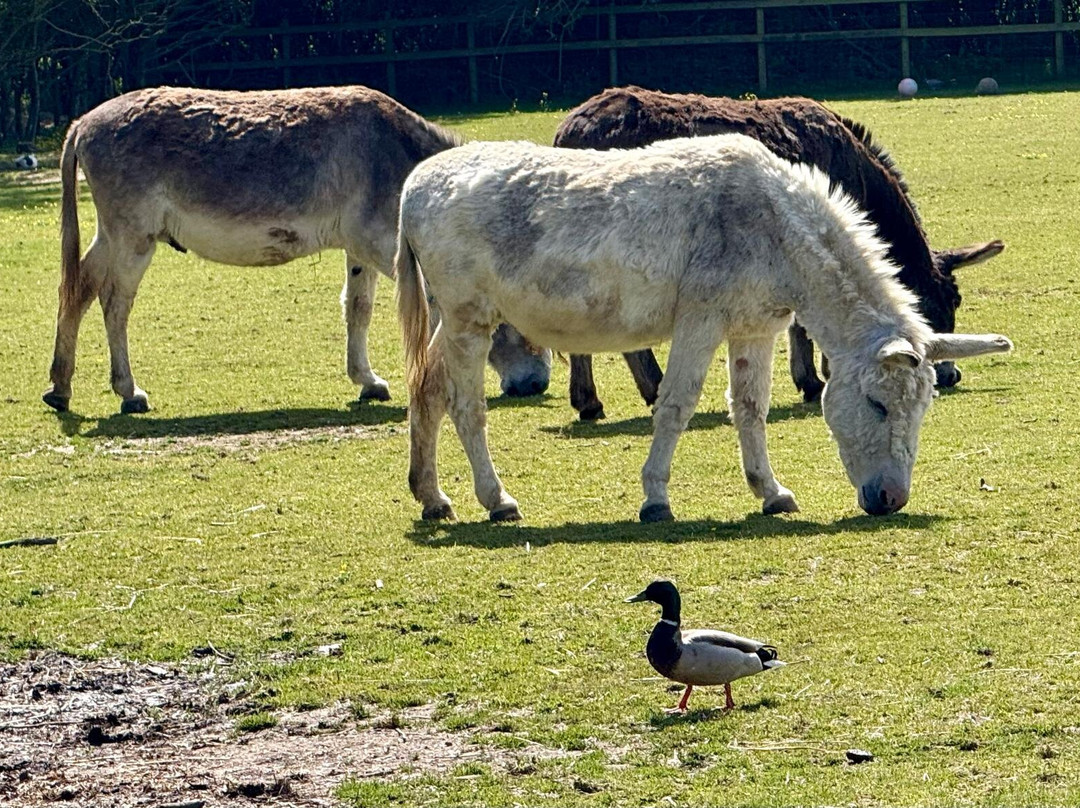 Hayling Island Donkey Sanctuary-海灵岛必去景点